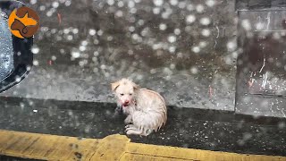 Injured Stray Dog Shivering by the Roadside on a Rainy Day [upl. by Aicilef515]