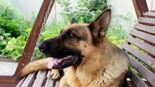 German Shepherds Dominate Agility Course Competitions A Test of Skill and Intelligence [upl. by Man]