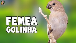 FÊMEA DE GOLINHA  Esquente Seu Golinha AGORA [upl. by Bowers144]