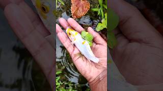 Review lkan Warna Warni Ikan Cupang Ikan GuppIkan Hias Ikan Mas Ikan Koki Ikan Lele [upl. by Airamahs]