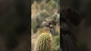 🌵 Cactus Killer Parasite In Bird Popo shorts mockingbird [upl. by Inaliel]