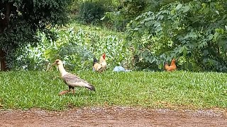 Aves silvestres e domésticas convivendo em São Domingos do Sul RS  101124 [upl. by Aisan]