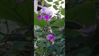 Indian broad beans flowers from my terrace gardenGardening shortsShorts Video [upl. by Leahcim]