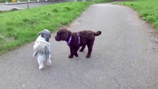 85 weeks old Barbet puppy meet a very strange dog [upl. by Rahs]