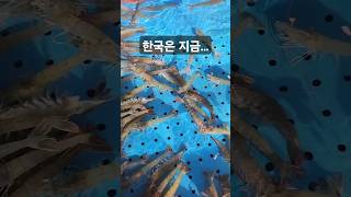 한국은 지금 대하철 shrimp season 대하 대하소금구이 새우소금구이 새우구이 [upl. by Helm]