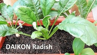 Growing RADISHES from Seed [upl. by O'Donovan]