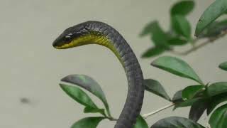 Common Tree Snake 2 [upl. by Rosol]