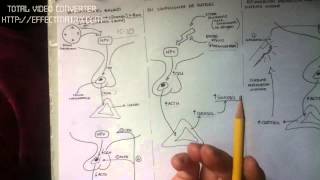 GLUCOCORTICOIDES 810 regulacion del cortisol [upl. by Jessamine]