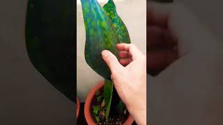 Sansevieria propagate this way Succulent plant succulents plants cactus propagation tips [upl. by Carlock610]