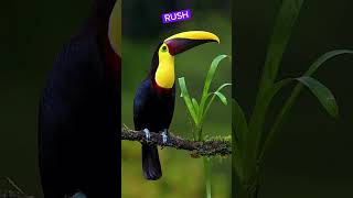 Toucans shortsyoutube birds [upl. by Edbert560]