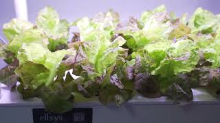 Butterhead Lettuce in My Garden 4 👀🌱 foryou hydroponics fyp veggies lettuce vegetables [upl. by Moguel]