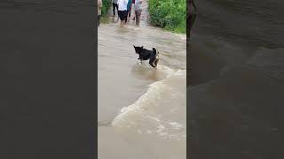 DOG WALKING ON HEAVY WATER BRIDGE SUBSCRIBE 👍doglover [upl. by Saoj]