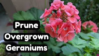 How to Prune Overgrown Geraniums amp Take Cuttings The Easy Way 🌸🌱 Pelargonium Propagation [upl. by Loveridge]