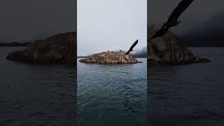 Trollfjord and Sea Eagle Safari  Svolvaer Norway  November 2024 norway travel [upl. by Suraved]