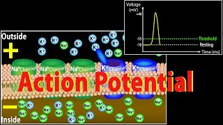 Action Potential in Neurons Animation [upl. by Dorcy]