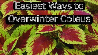 2 Easy Ways to Keep Your Coleus Going All Year 🌿 Overwintering Coleus Indoors [upl. by Ambrogino]