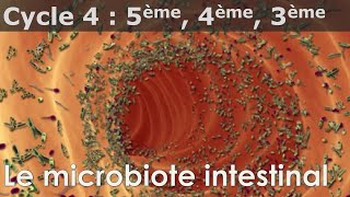 SVT  Cycle 4  COURS  Le microbiote intestinal [upl. by Toomay945]