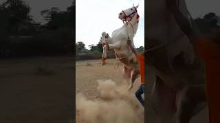 Gali me thre dhuvo hi dhuvo kra dula song pe godhi ka jordhra dance 🥰 Rajasthan horse King 🥰 [upl. by Axia113]