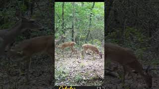 Doe amp Fawns At the Creek [upl. by Catima708]