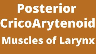 Posterior CricoArytenoid muscle Muscle of the larynx Intrinsic muscle of the larynx [upl. by Yanaj662]