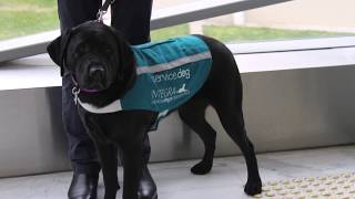 ISDA Dog Training Program  Advanced Skills Level 3 [upl. by Winifred]