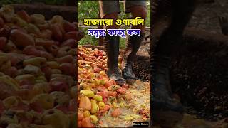 হাজারো গুণাবলি সম্মৃদ্ধ মজাদার এক ফল। cashew fruit 🍑 cashewnut কাজুবাদাম কাজু [upl. by Ecirtnahs]