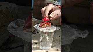 How to propagate begonias from cuttings  Growing begonia from cutting begonia viral shorts [upl. by Schoening]