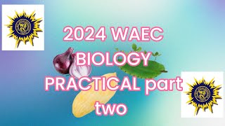 WAEC Biology Practical Exam 2024 part two [upl. by Assirt]