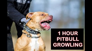 Pitbull growling 1 hour aggressive pitbull sound effect [upl. by Hnoj]