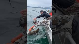 185lb Halibut bigdawg halibut alaska fishalaska sitkaalaska sitka fish ak [upl. by Penthea]