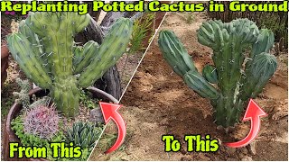 Replant Cactus With Me  Easy Tips For Spiky Plants 🌵 [upl. by Andris]