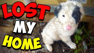 We Rescued an Abandoned Puppy [upl. by Merth]