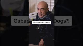 Gabapentin For Dogs Shorts [upl. by Zsa941]