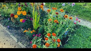 flowerbed in front of Sanssouci Palace in Potsdam🇩🇪 flowerbed flowers flower potsdam [upl. by Ecnarrot]