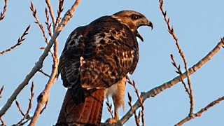 Red Tailed Hawk  Enjoying the sunset and calling [upl. by Uthrop]