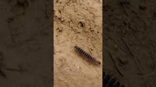 Millipede  The first land animals nature shorts [upl. by Nnyleimaj300]