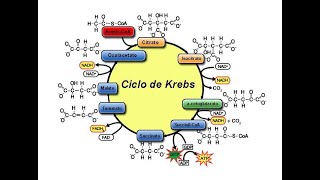 Metabolismo 3 Ciclo de Krebs Catabolismo  2º Bachillerato [upl. by Cindee577]