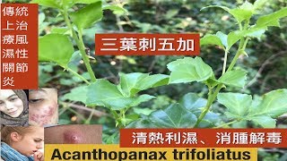 苦粒心苦刺民俗疗法中，用于缓解风湿疼痛感冒发烧及咳嗽 Health benefits of Acanthopanax trifoliatus [upl. by Drawyah]