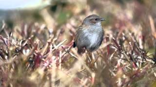 Dunnock Prunella modularis  Heckenbraunelle 09 [upl. by Sonnnie391]