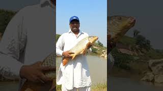 Fishing at Gujar khan Jabbar sareen Catch carp fish carpfishing carp fishing [upl. by Leary]