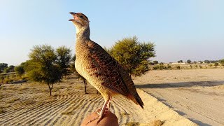 teetar ki awaz  teetar female awaz  gray francolin teetar sound  teetar voice [upl. by Inaj]