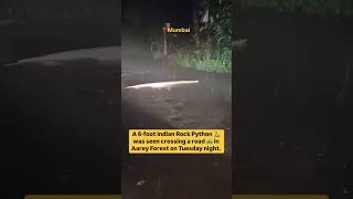 Indian King Kobra  Aarey Colony  6 Foot Python Spotted At Aarey Colony  shorts snake india [upl. by Aiyn]