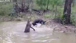 Shocking Moment Kangaroo Tries To Drown A Dog [upl. by Eon871]