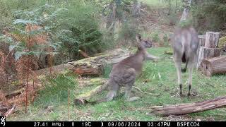 Tolmie Victoria Australia Trail camera captures  Browning Spec Ops Elite HP4 [upl. by Elfstan575]