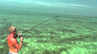 Sight fishing for barracuda on the flats of Key West Fl [upl. by Aninotna]