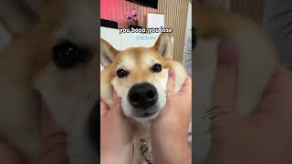 World’s squishiest doge You boop you lose ft Mr Beau cutenessoverload [upl. by Mori]