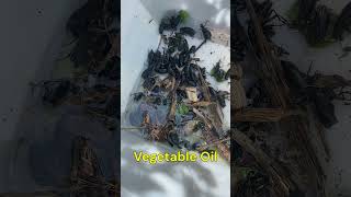 “Quick amp Easy Blister Beetle Removal from Tomato Plants 🌿🐞” nature youtubeshorts bug bugoftheday [upl. by Boser]