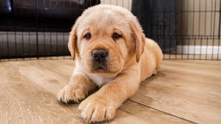 The Cutest Labrador Puppies From June [upl. by Toscano880]