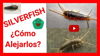 🛑 5 REMEDIOS CASEROS para ahuyentar SILVERFISH ¡Pececillos de Plata [upl. by Odlanra60]