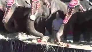 Ringling Bros Elephants Chow Down on Blue Bell Ice Cream  Jan 2009 [upl. by Eldnar]